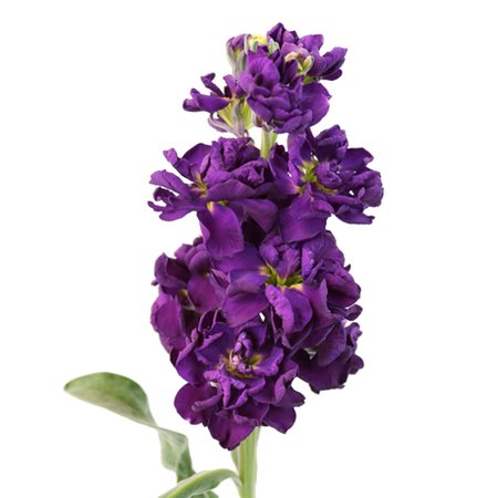 Stock Midnight Purple Flower