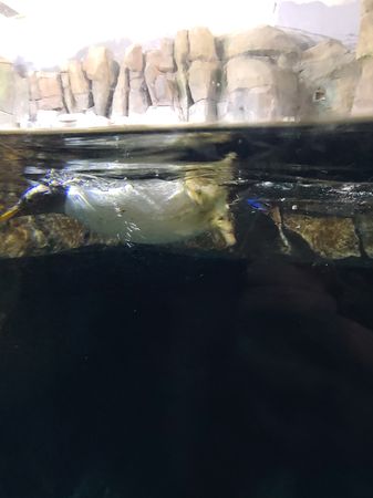 Penguins 🐧 🐧 🐧 aquarium ocean ♥️ 💙