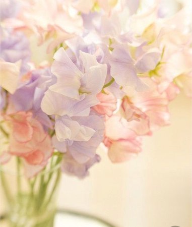lavender floral Pinterest