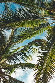tropical coconut summer aesthetic - Google Search