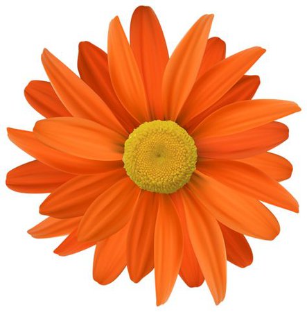 Orange flower png