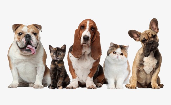 Pet Dogs And Cats Red Dogs, Pet, Dog, Cat PNG Image and Clipart for Free Download