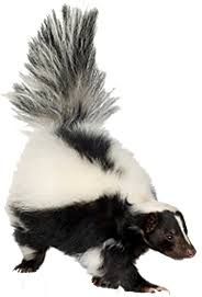 skunk png - Google Search