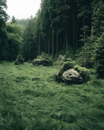 forest green aesthetic nature