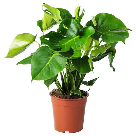 MONSTERA Potted plant, Swiss cheese plant - IKEA