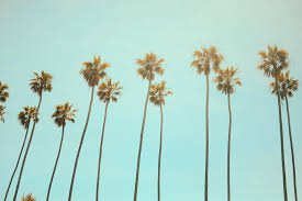 palm trees - Google Search