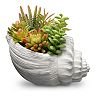 National Tree Company Artificial Succulent Seashell Plant