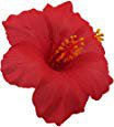 Amazon.com : Hawaiian Hibiscus Flower Hair Clip (Red) : Beauty