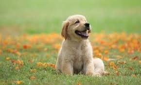 golden retriever puppy - Google Search
