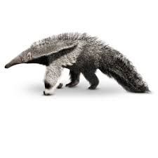 anteater - Google Search