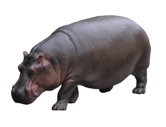 i want hippo yass