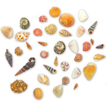 BCI Crafts Gathered Sea Shells Bag Mixed - Walmart.com