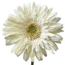 flower on white background - Google Search