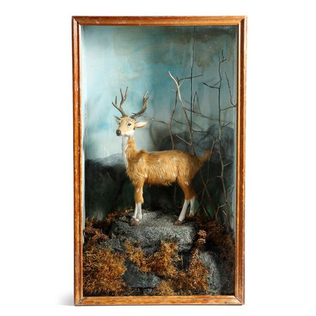 An unusual late victorian taxidermy model of a fallow deer | Woolley and Wallis