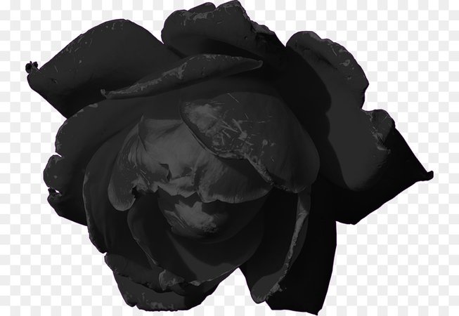 black rose png