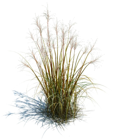 Long Grass Transparent Images - Tall Grass Render | Full Size PNG Download | SeekPNG