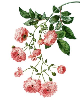 'Vintage Pink Rambler Roses' Poster
