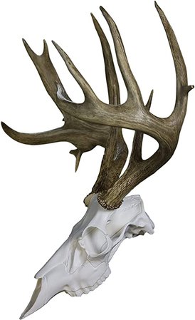 deer skull - Google Search