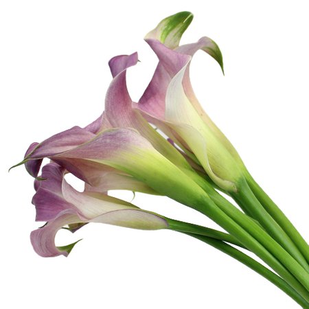 Lavender Blush Mini Calla Lily Flower | FiftyFlowers.com