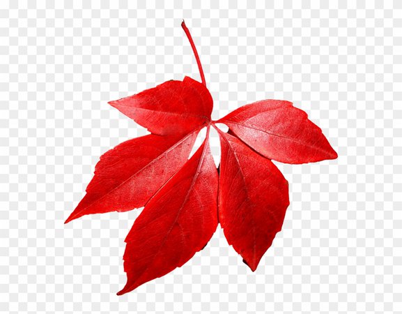 red leaves - Google Search