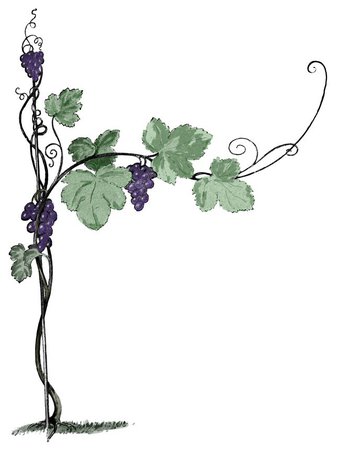 grape vines aesthetic - Google Search