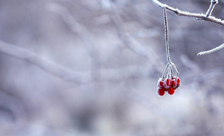 Замороженные Ягоды Красный · Бесплатное фото на Pixabay