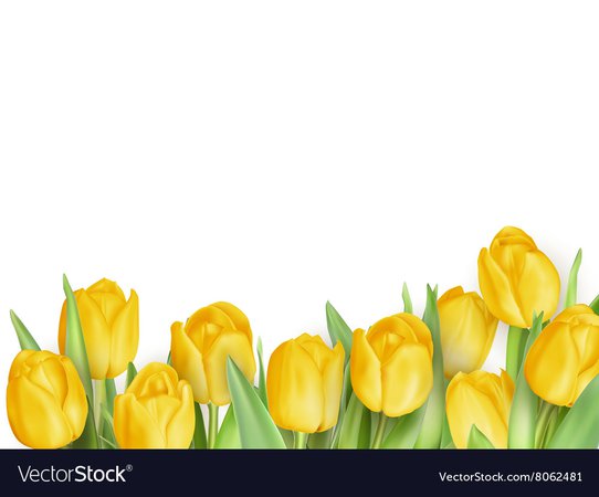 Tulip flowers as a holiday postcard eps 10 Vector Image