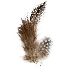 feathers - Google Search