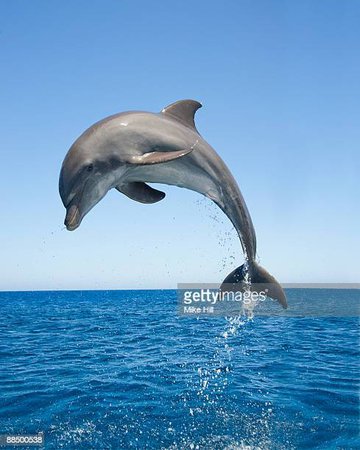 dolphin pic - Google Search