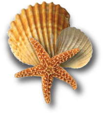 sea-shells - Club Cabana Man