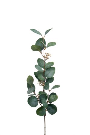 Eucalyptus m/Bær H70