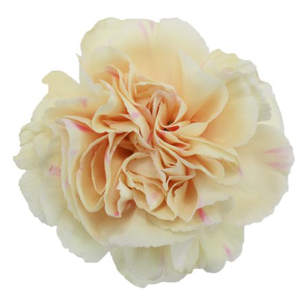 Apricot Peach Carnation Flowers | FiftyFlowers.com
