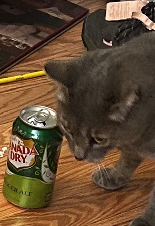 grey cat ginger ale
