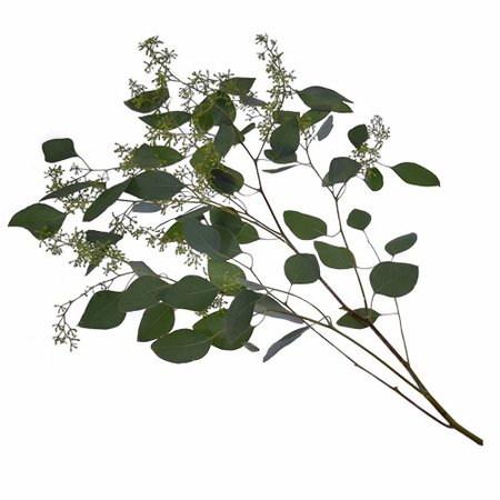 Wholesale Seeded Eucalyptus Wedding Greenery | FiftyFlowers