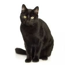 black cat - Google Zoeken