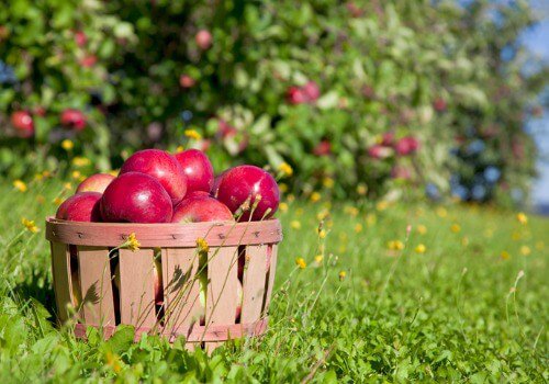 Apple Orchard Galesburg IL | Apple Picking Peoria IL