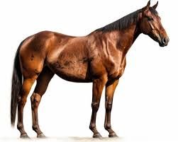 horse with our background - Google Search