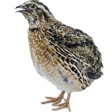 quail no background - Google Search