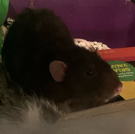 Finn the rat