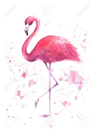 flamingo - Google Search