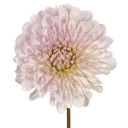 Destiny Cream Dahlia Flower | FiftyFlowers.com