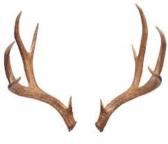 antlers - Google Search