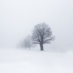 The World's newest photos of fade and winter - Flickr Hive Mind