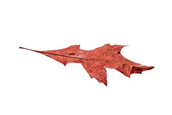 Autumn Broad Leaf transparent PNG - StickPNG