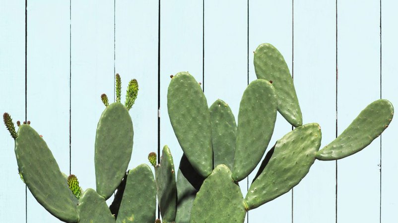 Is Cactus Water Good for You?