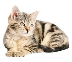 cat png - Google Search