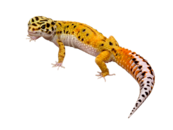 Calcium Sand For Leopard Geckos? | Leopard gecko, Gecko, Big lizard