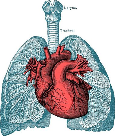 lungs n heart
