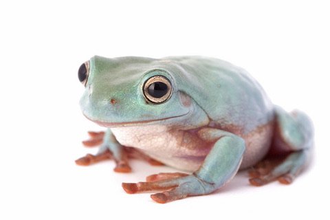 White’s Tree Frog