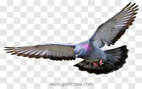 pigeon png - Google Search